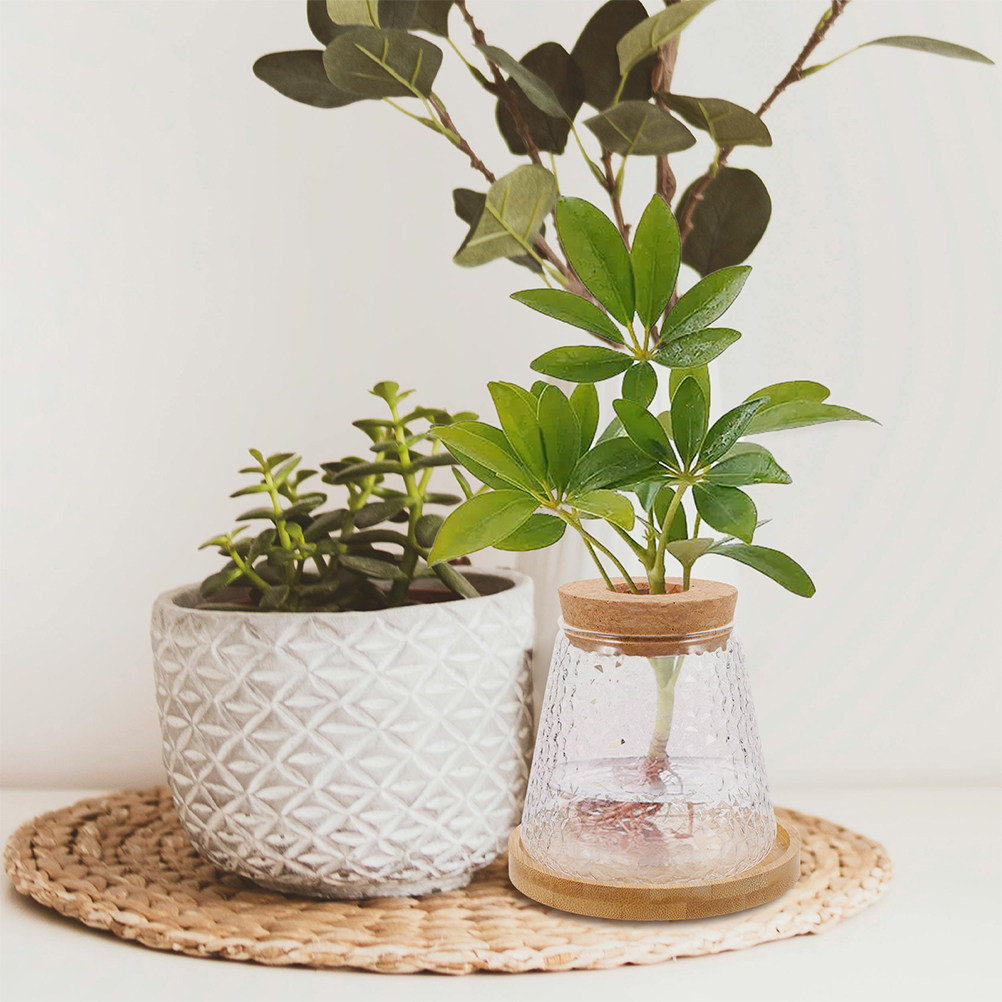 Propagation Station Vase - 2개 유리 수경 재배 화병 화산