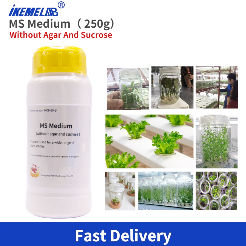 Agar Tissue Culture - IKEME 한천 및 설탕 없는 식물