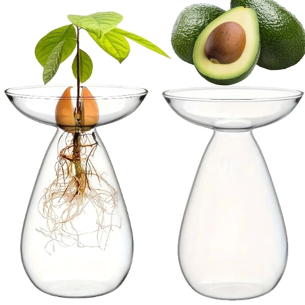 Propagation Station Vase - 아보카도 씨앗 발아용 수경 재배 화병